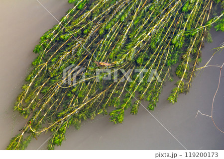 Ceratophyllum demersum aquatic plant in a stream 119200173