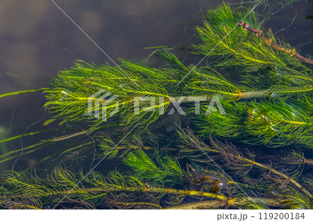 Ceratophyllum demersum aquatic plant in a stream Ceratophyllum demersum aquatic plant in a stream 119200184