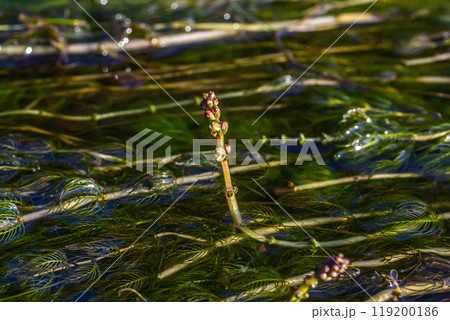 Ceratophyllum demersum aquatic plant in a stream 119200186