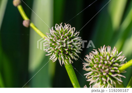 Branched hedgehog Sparganium erectum - flowering plant in the garden pond of a natural garden Branched hedgehog Sparganium erectum - flowering plant in the garden pond of a natural garden 119200187