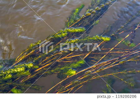 Ceratophyllum demersum aquatic plant in a stream 119200206
