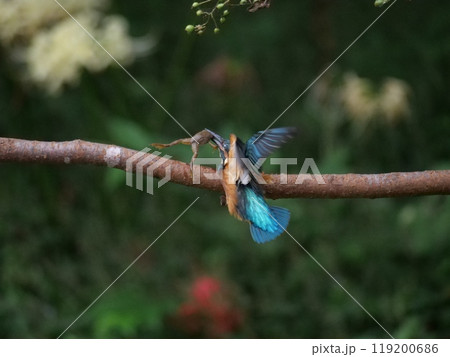 カワセミが蛙を捕る!!#4の写真素材 [119200686] - PIXTA