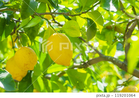 瀬戸内の無農薬栽培レモン 119201064