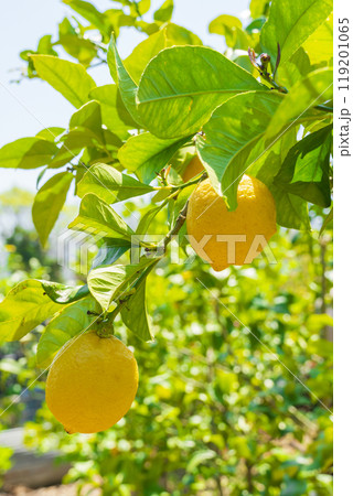 瀬戸内の無農薬栽培レモン 119201065