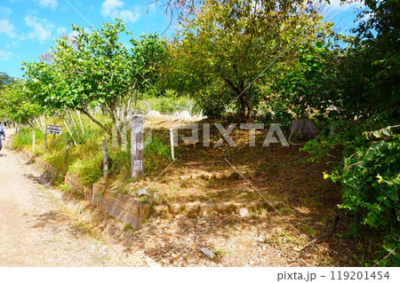 宝登山　蠟梅園　寳登山神社　宝登山神社 119201454