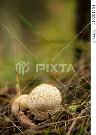 Two mushrooms grow in the forest, close-up 119201551