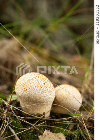 Two mushrooms Lycoperdon grow in the forest, close-up 119201552