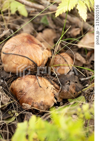 A bunch of mushrooms are growing in the forest 119201556