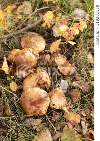 A bunch of mushrooms are growing in forest, top view A bunch of mushrooms are growing in forest, top view 119201558