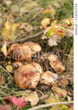 A bunch of mushrooms are growing in the forest 119201559