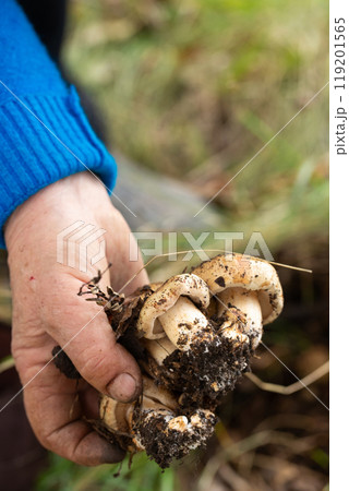 A person is holding a mushrooms in their hand A person is holding a mushrooms in their hand 119201565
