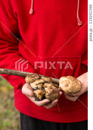 A person is holding a mushrooms in their hand A person is holding a mushrooms in their hand 119201566