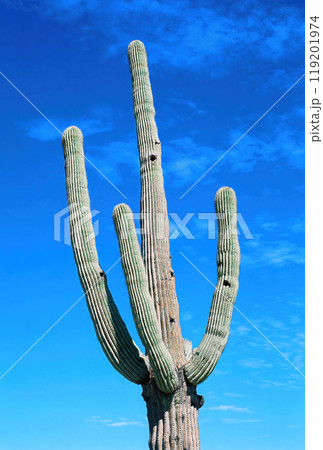 Closeup Old Saguaro Cactus Sonora desert Arizona on film Closeup Old Saguaro Cactus Sonora desert Arizona on film 119201974