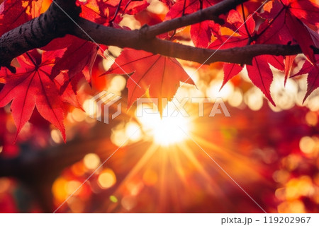 Close-up of vibrant red autumn leaves with sunlight shining through. 119202967