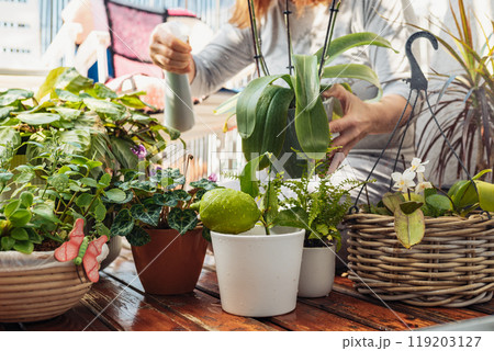 woman takes care of plants, houseplants, flowerpots, flowers, waters, sprays, on an open terrace,  119203127