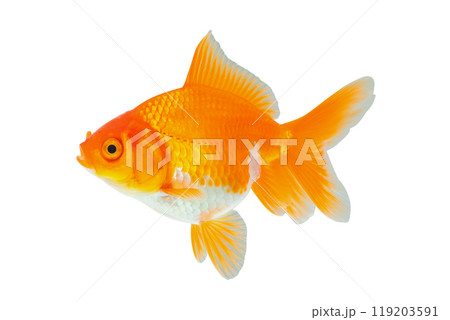 Oranda goldfish isolated on white background close up 119203591