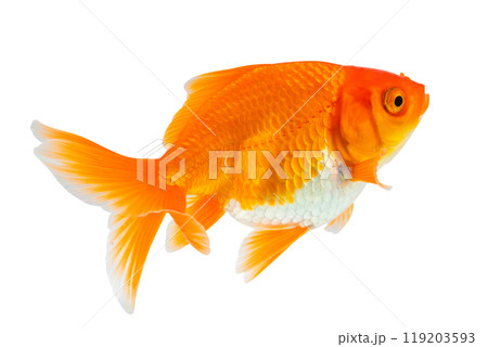 Oranda goldfish isolated on white background close up Oranda goldfish isolated on white background close up 119203593