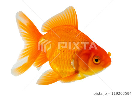 Oranda goldfish isolated on white background close up 119203594