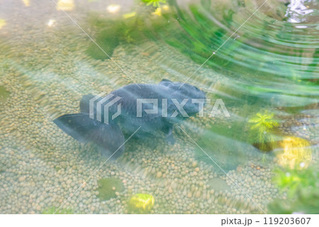 Goldfish in aquarium fish pond close up Goldfish in aquarium fish pond close up 119203607