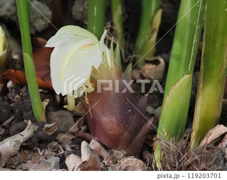 ミョウガの花 119203701