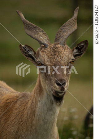 Carpa falconeri heptner. Turkmenian Markhor unique species. 119204127