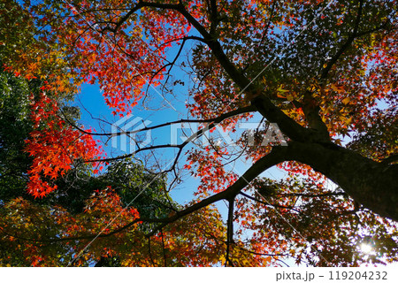 紅葉散策 紅葉散策 119204232