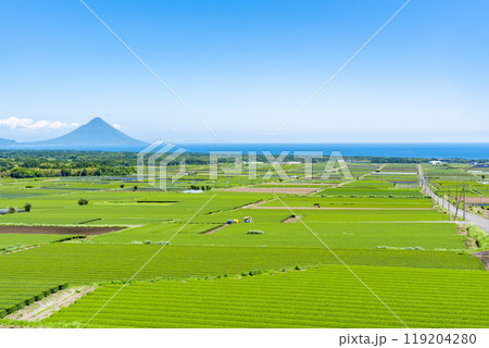 中原公園から見る茶畑と開聞岳の風景（枕崎市） 119204280