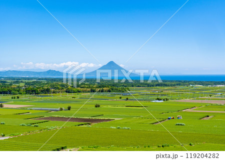中原公園から見る茶畑と開聞岳の風景（枕崎市） 119204282