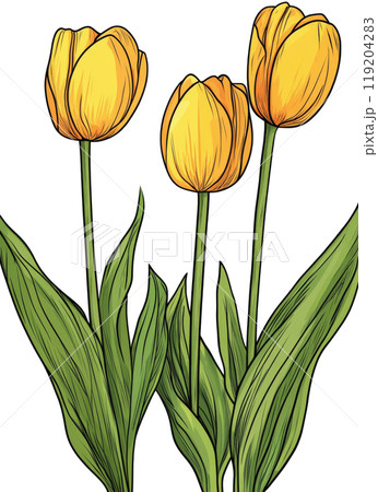 Bright yellow tulips in full bloom with green leaves against a white background Bright yellow tulips in full bloom with green leaves against a white background 119204283