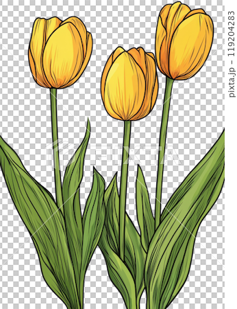 Bright yellow tulips in full bloom with green leaves against a white background 119204283