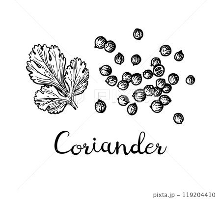 Coriander ink sketch. Coriander ink sketch. 119204410