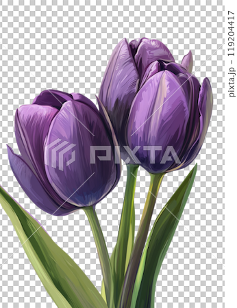 Three vibrant purple tulips in full bloom against a plain background showcasing springtime beauty Three vibrant purple tulips in full bloom against a plain background showcasing springtime beauty 119204417