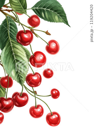 Fresh cherries with green leaves arranged artistically on a white background in daylight 119204420