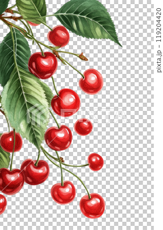 Fresh cherries with green leaves arranged artistically on a white background in daylight 119204420