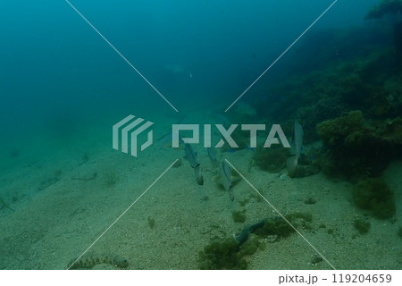 海の中の風景の写真素材 [119204659] - PIXTA