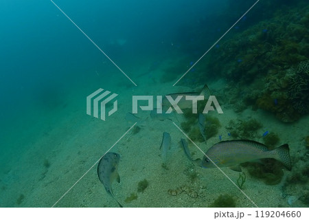 海の中の風景 海の中の風景 119204660