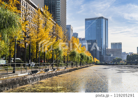 秋の東京都市風景　「日比谷通り」のイチョウ並木と高層ビル群【東京都・千代田区】 119205291