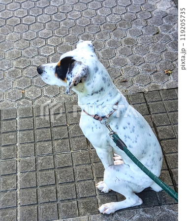 puppy sitting on the sidewalk 119205735