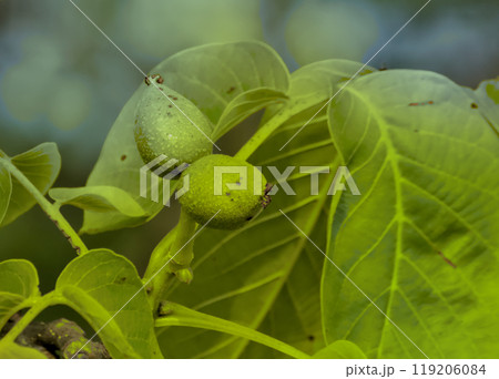 nuts growing on their branch 119206084