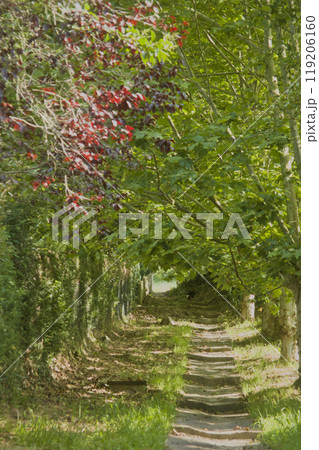 stone stairs between trees 119206160