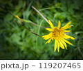 yellow flower on a green background 119207465