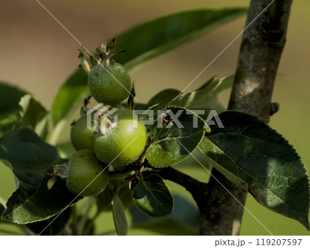 green apples growing 119207597