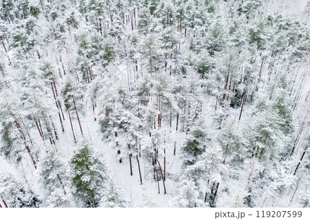Forest in Estonia, covered with snow, aerial view. Winter seasonal landscape Forest in Estonia, covered with snow, aerial view. Winter seasonal landscape 119207599