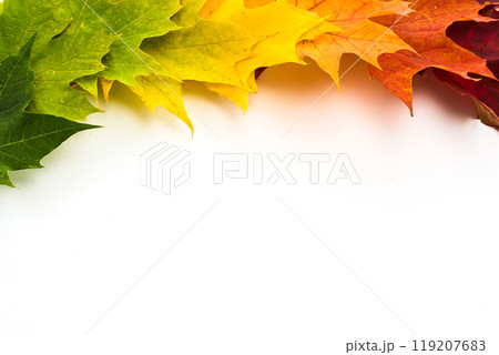 Colorful autumn leaves ranging from green to red on a white background 119207683
