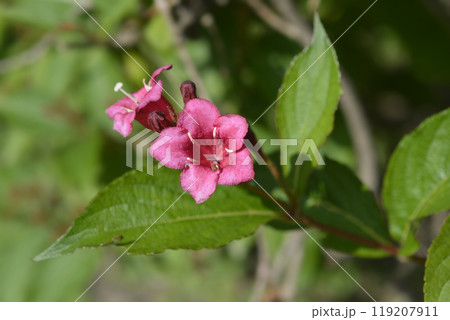 Old-fashioned weigela Old-fashioned weigela 119207911