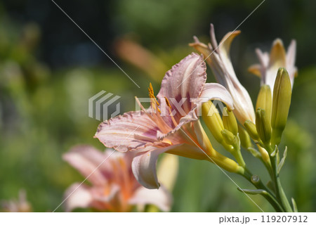 Daylily Lacy Doily Daylily Lacy Doily 119207912