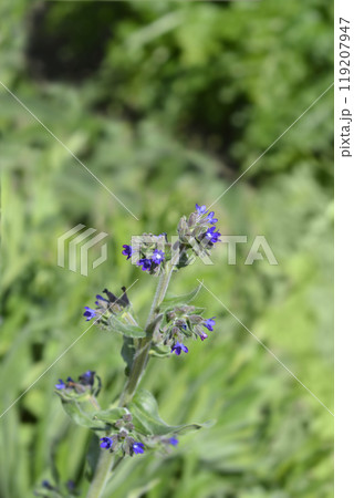 Common bugloss 119207947
