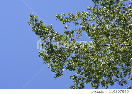 Candadian poplar Candadian poplar 119207949
