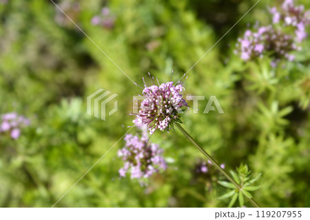 Caucasian crosswort Caucasian crosswort 119207955