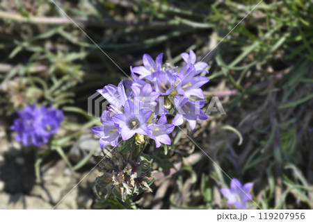 Grassy bells 119207956